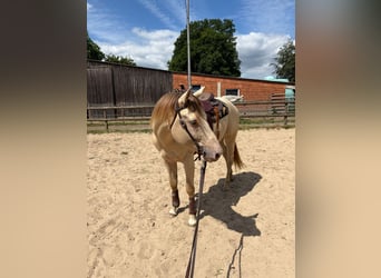 American Quarter Horse, Ogier, 4 lat, 155 cm, Szampańska
