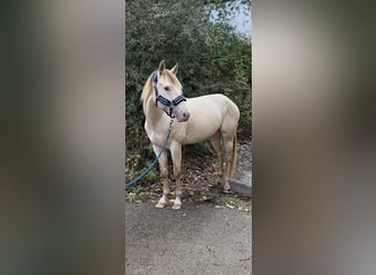 American Quarter Horse, Ogier, 4 lat, 155 cm, Szampańska