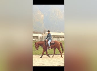 American Quarter Horse, Ogier, 4 lat, 156 cm, Kasztanowata