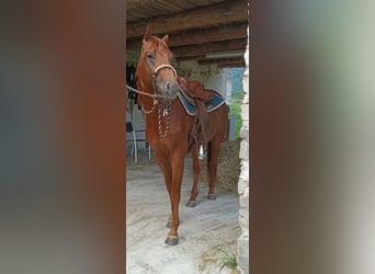 American Quarter Horse, Ogier, 4 lat, 156 cm, Kasztanowata