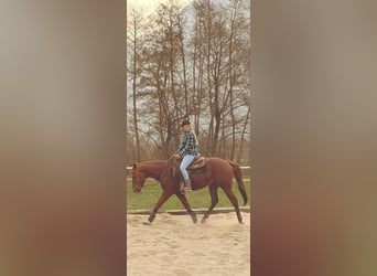 American Quarter Horse, Ogier, 4 lat, 156 cm, Kasztanowata