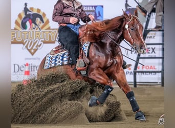 American Quarter Horse, Ogier, 4 lat, Kasztanowata