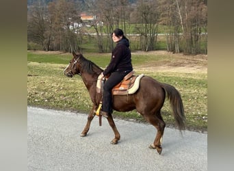 American Quarter Horse, Ogier, 5 lat, 147 cm, Ciemnokasztanowata