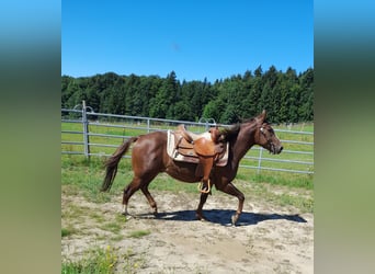 American Quarter Horse, Ogier, 5 lat, 147 cm, Ciemnokasztanowata