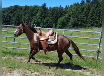 American Quarter Horse, Ogier, 5 lat, 147 cm, Ciemnokasztanowata