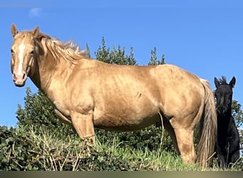 American Quarter Horse, Ogier, 5 lat, 147 cm, Szampańska