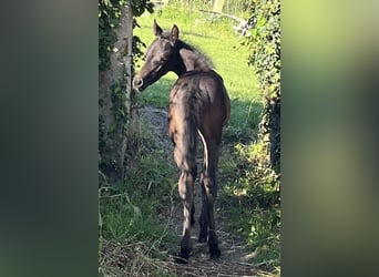 American Quarter Horse, Ogier, 5 lat, 147 cm, Szampańska
