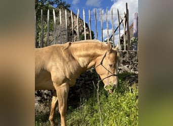 American Quarter Horse, Ogier, 5 lat, 147 cm, Szampańska
