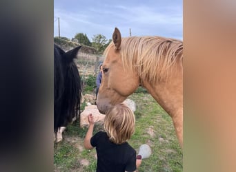 American Quarter Horse, Ogier, 5 lat, 147 cm, Szampańska
