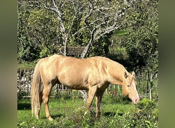 American Quarter Horse, Ogier, 5 lat, 147 cm, Szampańska