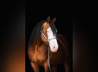 American Quarter Horse, Ogier, 5 lat, 150 cm, Gniada
