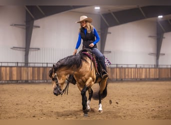 American Quarter Horse, Ogier, 5 lat, 152 cm, Jelenia