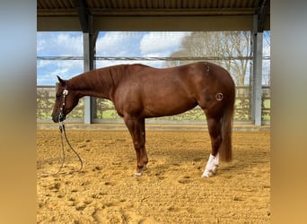 American Quarter Horse, Ogier, 5 lat, 153 cm