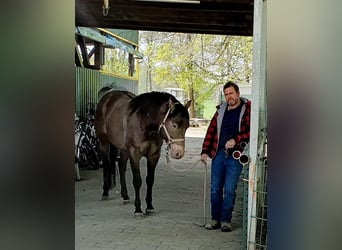 American Quarter Horse, Ogier, 6 lat, 150 cm, Szampańska