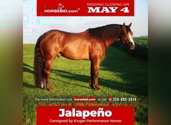 American Quarter Horse, Ogier, 6 lat, Ciemnokasztanowata