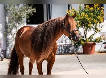 American Quarter Horse, Ogier, 7 lat, 148 cm, Ciemnokasztanowata