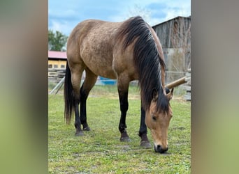 American Quarter Horse, Ogier, 7 lat, 151 cm, Jelenia
