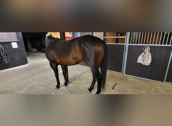 American Quarter Horse, Ogier, 7 lat, 152 cm, Bułana
