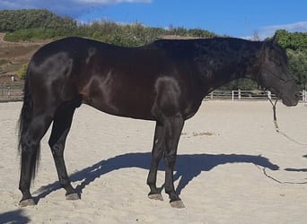 American Quarter Horse, Ogier, 7 lat, 155 cm, Kara