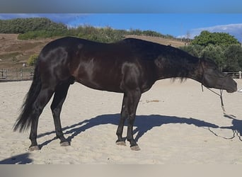 American Quarter Horse, Ogier, 7 lat, 155 cm, Kara