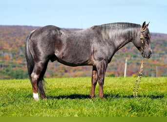 American Quarter Horse, Ogier, 8 lat, Gniadodereszowata