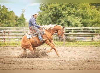 American Quarter Horse, Ogier, 8 lat, Kasztanowata