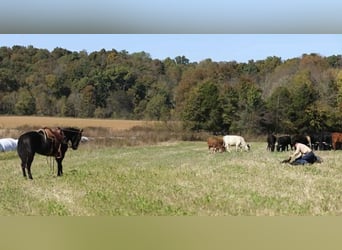 American Quarter Horse, Ogier, 9 lat, 147 cm, Kara