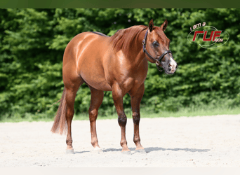 American Quarter Horse, Ogier, 12 lat, Bułana