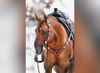 American Quarter Horse, Ogier, 12 lat, Bułana