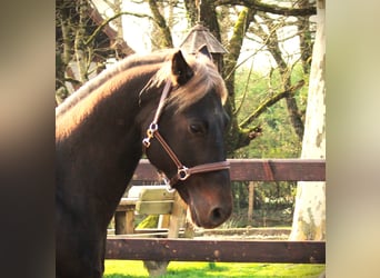 American Quarter Horse, Ogier, 9 lat, 158 cm, Gniada