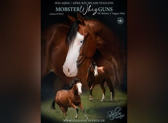 American Quarter Horse, Ogier, 4 lat, 150 cm, Gniada