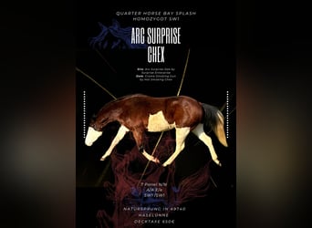 American Quarter Horse, Ogier, 3 lat, 149 cm, Gniada