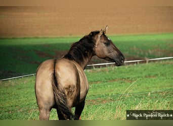 American Quarter Horse, Ogier, 20 lat, 160 cm, Grullo