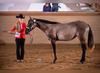 American Quarter Horse, Ogier, 20 lat, 160 cm, Grullo