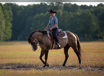 American Quarter Horse, Ogier, 4 lat, 150 cm, Grullo