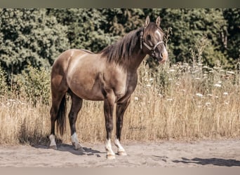 American Quarter Horse, Ogier, 4 lat, 148 cm, Grullo