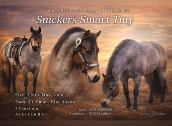 American Quarter Horse, Ogier, 3 lat, 150 cm, Jelenia