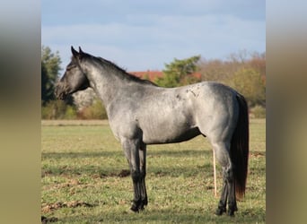 American Quarter Horse, Ogier, 11 lat, 150 cm, Karodereszowata
