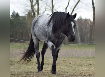 American Quarter Horse, Ogier, 11 lat, 150 cm, Karodereszowata