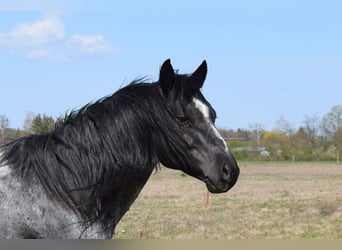 American Quarter Horse, Ogier, 11 lat, 150 cm, Karodereszowata