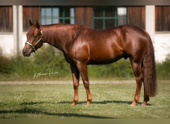 American Quarter Horse, Ogier, 6 lat, 148 cm, Kasztanowata