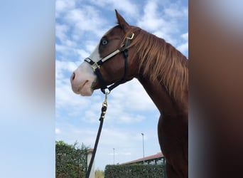 American Quarter Horse, Ogier, 9 lat, 160 cm, Kasztanowata