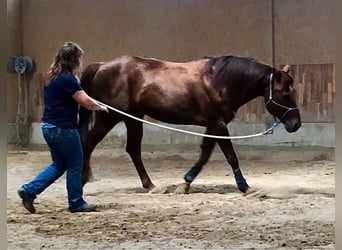 American Quarter Horse, Ogier, 22 lat