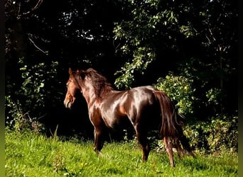 American Quarter Horse, Ogier, 22 lat