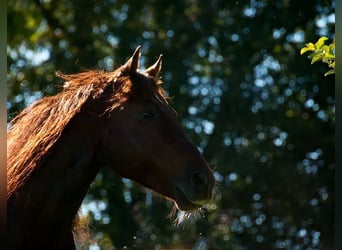 American Quarter Horse, Ogier, 22 lat