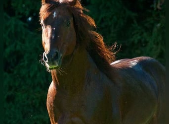 American Quarter Horse, Ogier, 22 lat