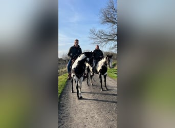 American Quarter Horse, Ogier, 10 lat, 158 cm, Overo wszelkich maści