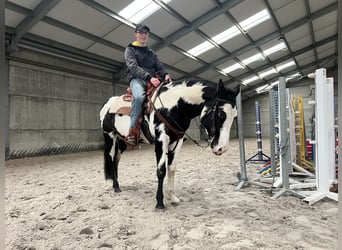 American Quarter Horse, Ogier, 10 lat, 158 cm, Overo wszelkich maści