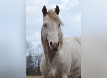 American Quarter Horse, Ogier, 15 lat, 150 cm, Perlino