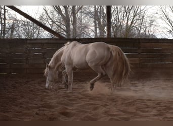 American Quarter Horse, Ogier, 15 lat, 150 cm, Perlino